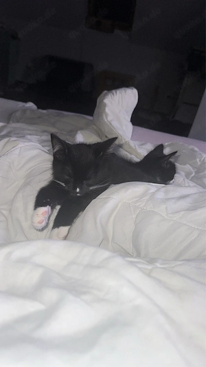Ich darf ausziehen, ich bin ein kater
