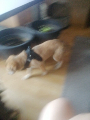 Welpe Weibchen 