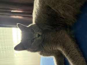 BKH Katze - 1 Jahr alt - sucht ein neues liebevolles Zuhause