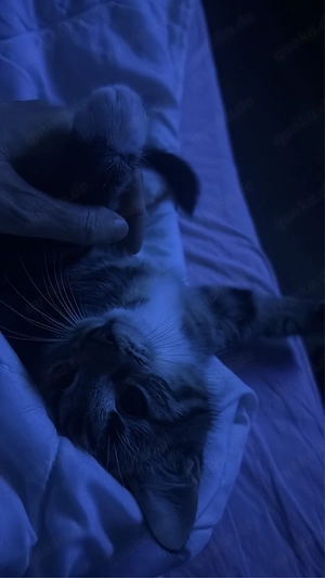 Ich darf ausziehen, ich bin ein kater