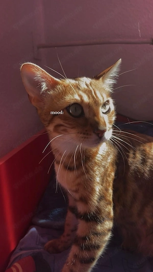 Bengal, Katze