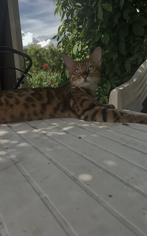 Bengal, Katze Bild 4