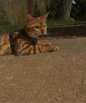 Bengal, Katze Bild 2