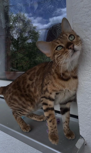 Bengal, Katze Bild 5