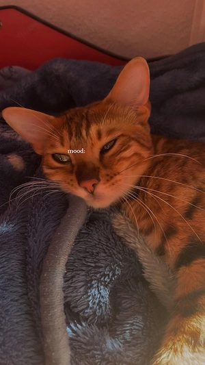 Bengal, Katze Bild 3