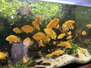 Afrikanische Buntbarsche Labidochromis Yellow abzugeben