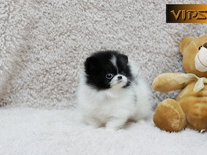Pomeranian welpen