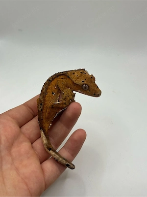 kronengecko dalmatiner männchen hamm