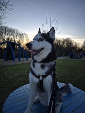 Siberian Husky sucht neues zuhause