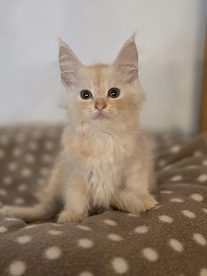 Maine Coon Mädchen 