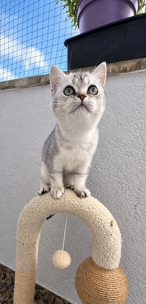 Noch 3 Reinrassige Britisch Kurzhaar (BKH) Kitten Tabby Geimpft und mit Gesundheitszeugnis