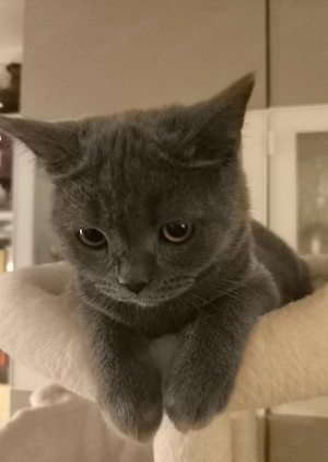 BKH Kitten 