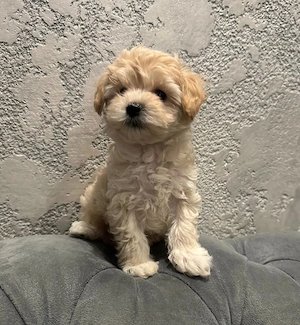 Kostenlos   Maltipoo-Welpe