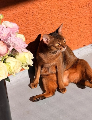Abessinier Katze Ayumi   4 Jahre   liebevolles Zuhause gesucht
