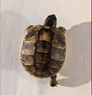 Griechische Landschildkröten Babys abzugeben