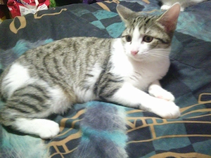 2 Katzenbabys suchen zu Hause