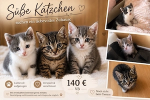    Süße Katzenbabys suchen liebevolles Zuhause   