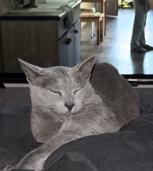 Liebevolle und verantwortungsbewusste Kuscheleinheiten für unseren Kater gesucht