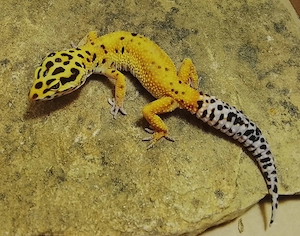 0,2 Leopardgecko Hypo Tangerine het. Rainwater Albino 