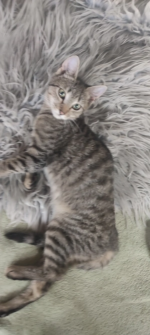 Katzenbaby's  Kitten  Heilige Birmamix 