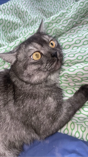 persischer kurzhaar kater 