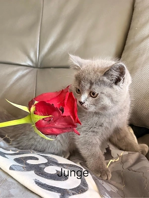 Reinrassige BKH-Kitten - kleine Traumkätzchen suchen ihr Zuhause