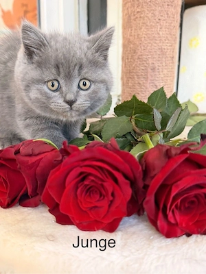 Reinrassige BKH-Kitten - kleine Traumkätzchen suchen ihr Zuhause