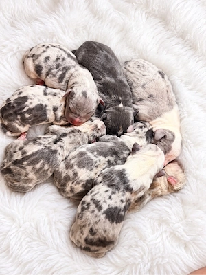 American Bully 