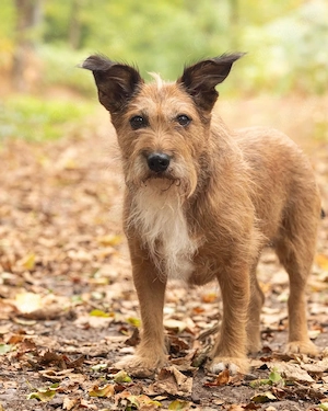 Lustige Terrier-Mix Hündin Julie wartet in 47445 Moers