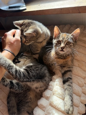 EKH Kitten Babys