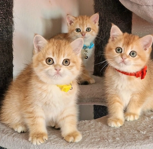 Bkh Kitten mit Stammbaum 