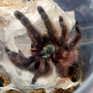 0,1 Caribena versicolor semiadult