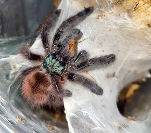 0,1 Caribena versicolor semiadult