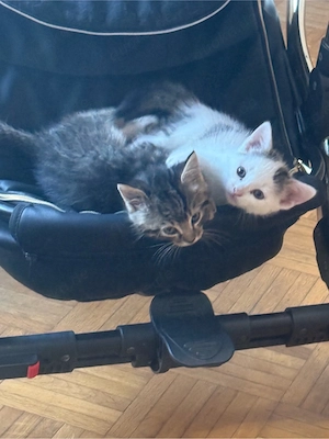 kitten ab sofort 