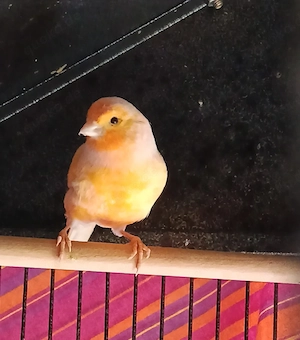 Kanarienvögel 