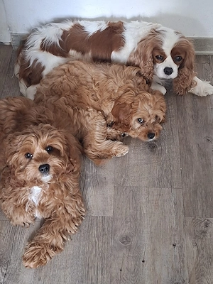 Ein kleiner Herzenshund (Cavapoo) sucht seine Familie   