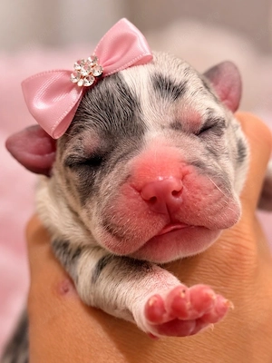 American Bully 