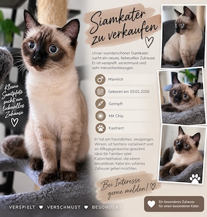 Siam Kater sehr verschmust 