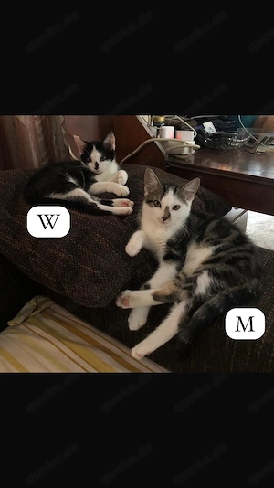 Kater und 2 Katzen abzugeben