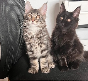 Maine Coon  Kätzchen , Kater und Katze XL