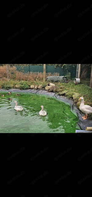wunderschöne Brautente mit Herkunftsnachweis 