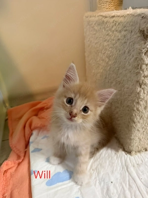 Main Coon Mix Baby