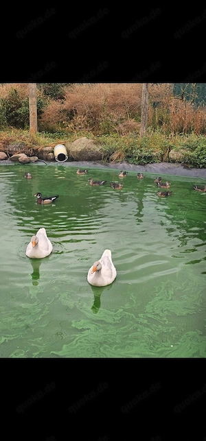 Fränkische Landgänse mit Herkunftsnachweis 