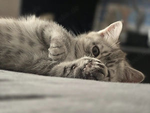 Zwei Katzen , verkaufen 