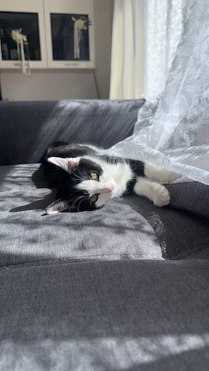Molly und Many suchen ein neues zuhause 