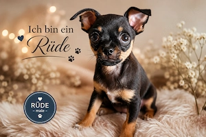  Nur noch ein kleiner Rüde sucht sein Für immer Zuhause!  