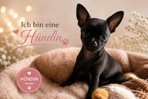    Zwei süße Russisch-Toy Chihuahua-Mix-Welpen suchen noch ihr Zuhause!   