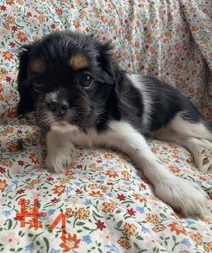 Zuckersüße Cavalier Welpen 