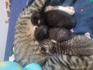 Babykatzen abzugeben