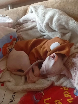 Kostenlos   Sphynx-Katze